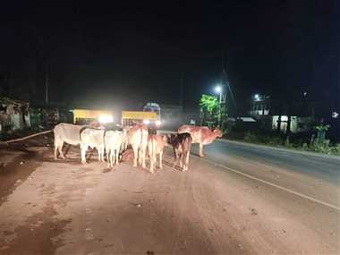 Stray Cattle Crackdown by High Court